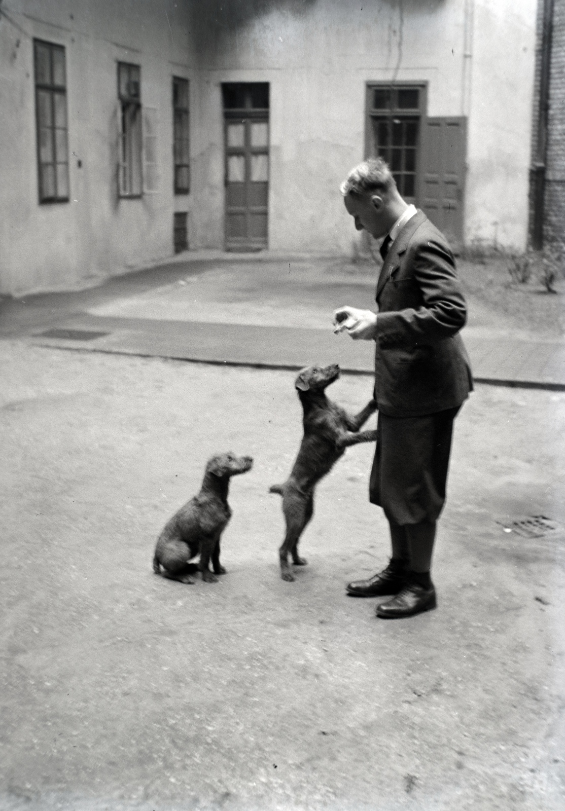 1941, Fortepan/Album018, dog, feat, animal trainer, Fortepan #134704