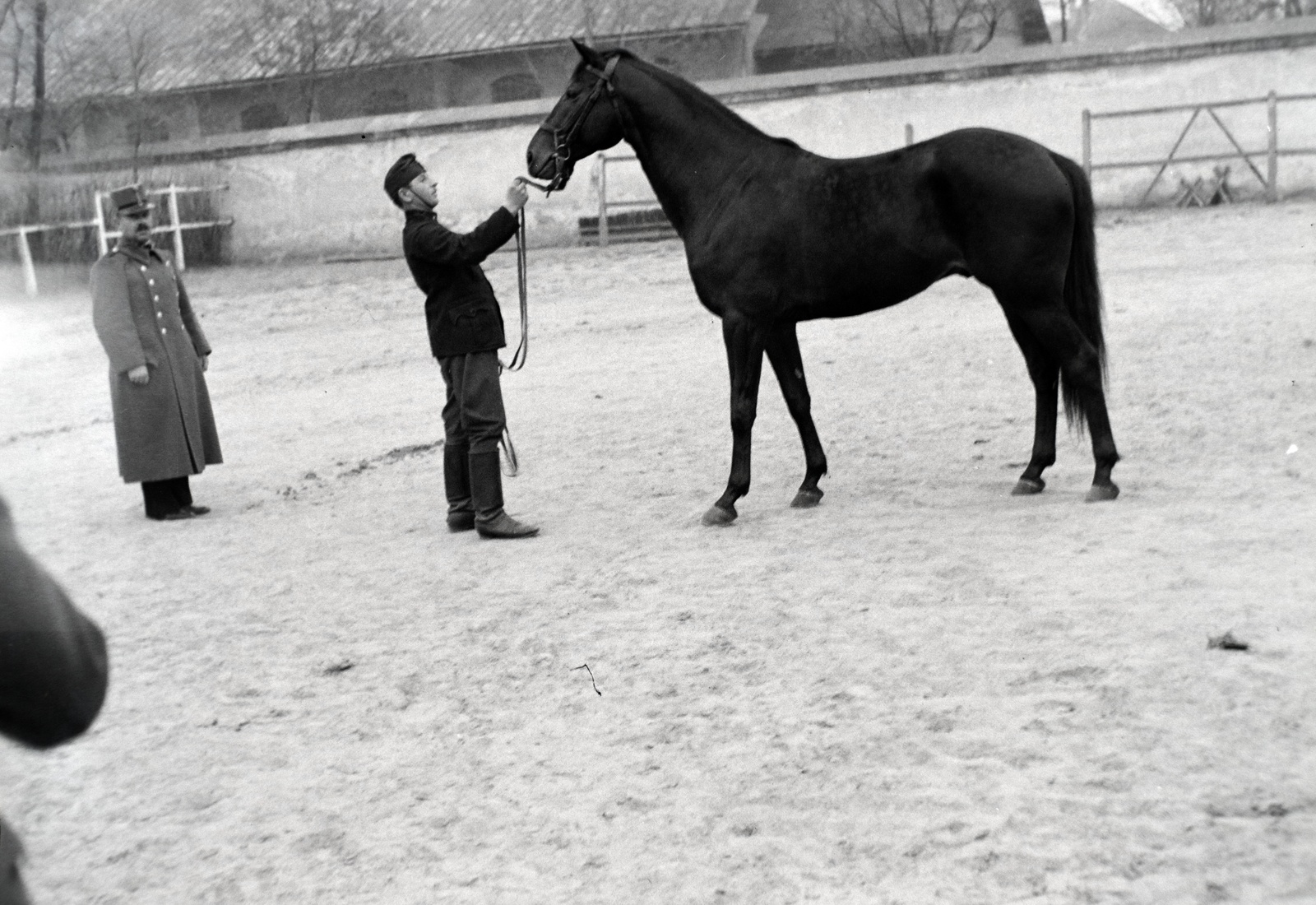 1941, Fortepan/Album018, horse, Fortepan #134707