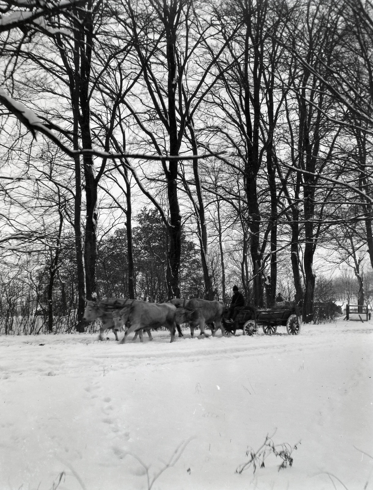 Hungary, Tengelic, 1915, Kecskeméti Attila, snow, chariot, Fortepan #134730