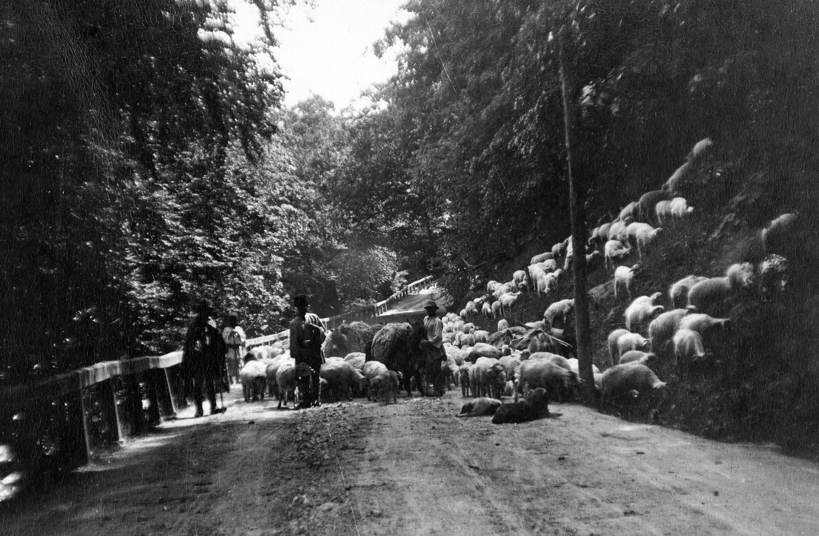 1915, Fortepan, woods, donkey, sheep, shepherd, herd, Fortepan #13484