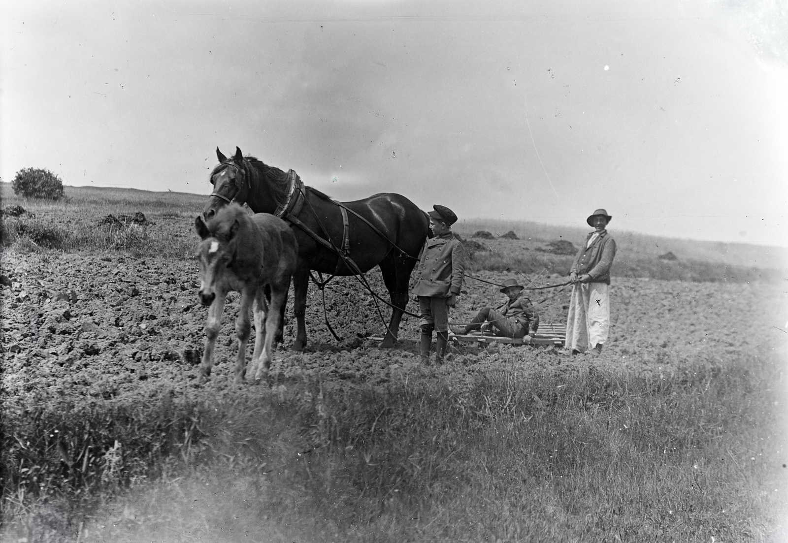 Szlovákia, Verbóc, a felvétel a község határában készült., 1920, Lőrinczi Ákos, ló, csikó, borona, Fortepan #135052