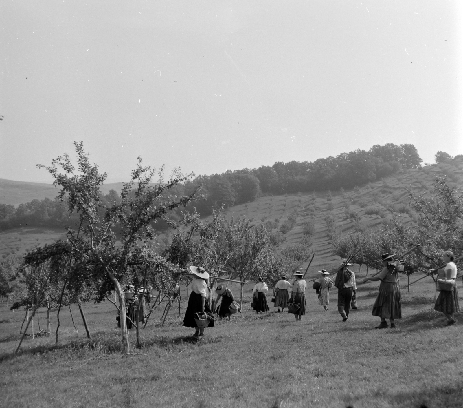 Romania,Transylvania, Jeica, kollektív gazdaság., 1962, Sütő András örökösei, Új Élet szerkesztőség, Fortepan #135783