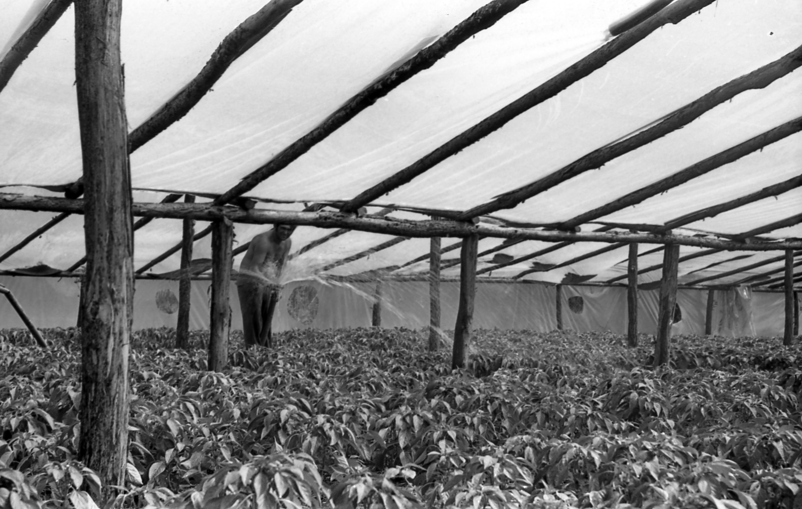 1982, Varga János, greenhouse, hosing, Fortepan #135953