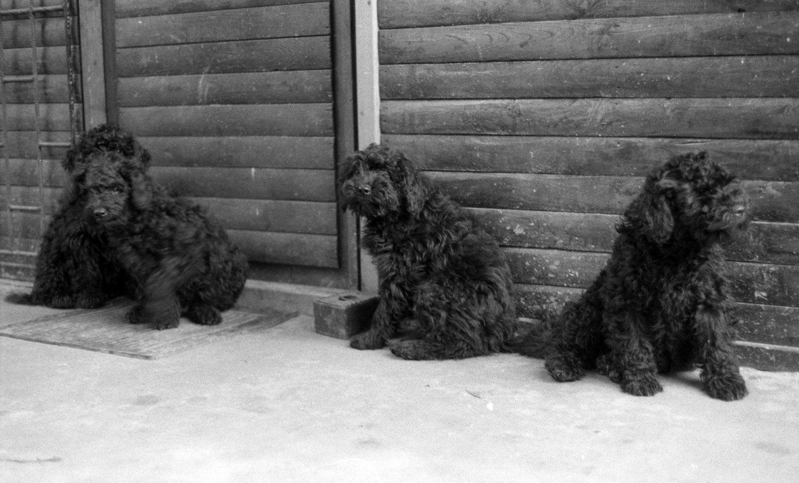 1972, Fortepan/Album020, dog, Fortepan #136048