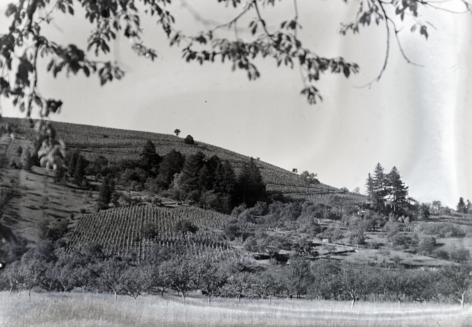 Ukraine,Zakarpattia Oblast, Mukachevo, 1939, Révay Péter, Czechoslovakia, Fortepan #136361