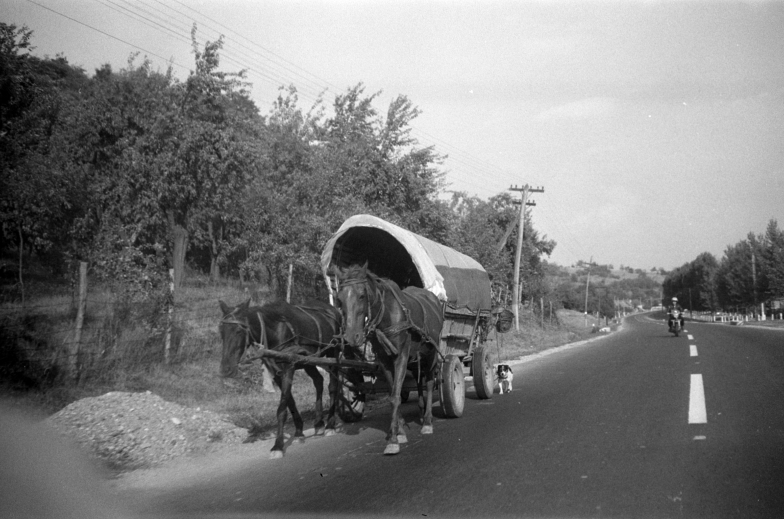 1983, Vészi Ágnes, szekér, Fortepan #136855