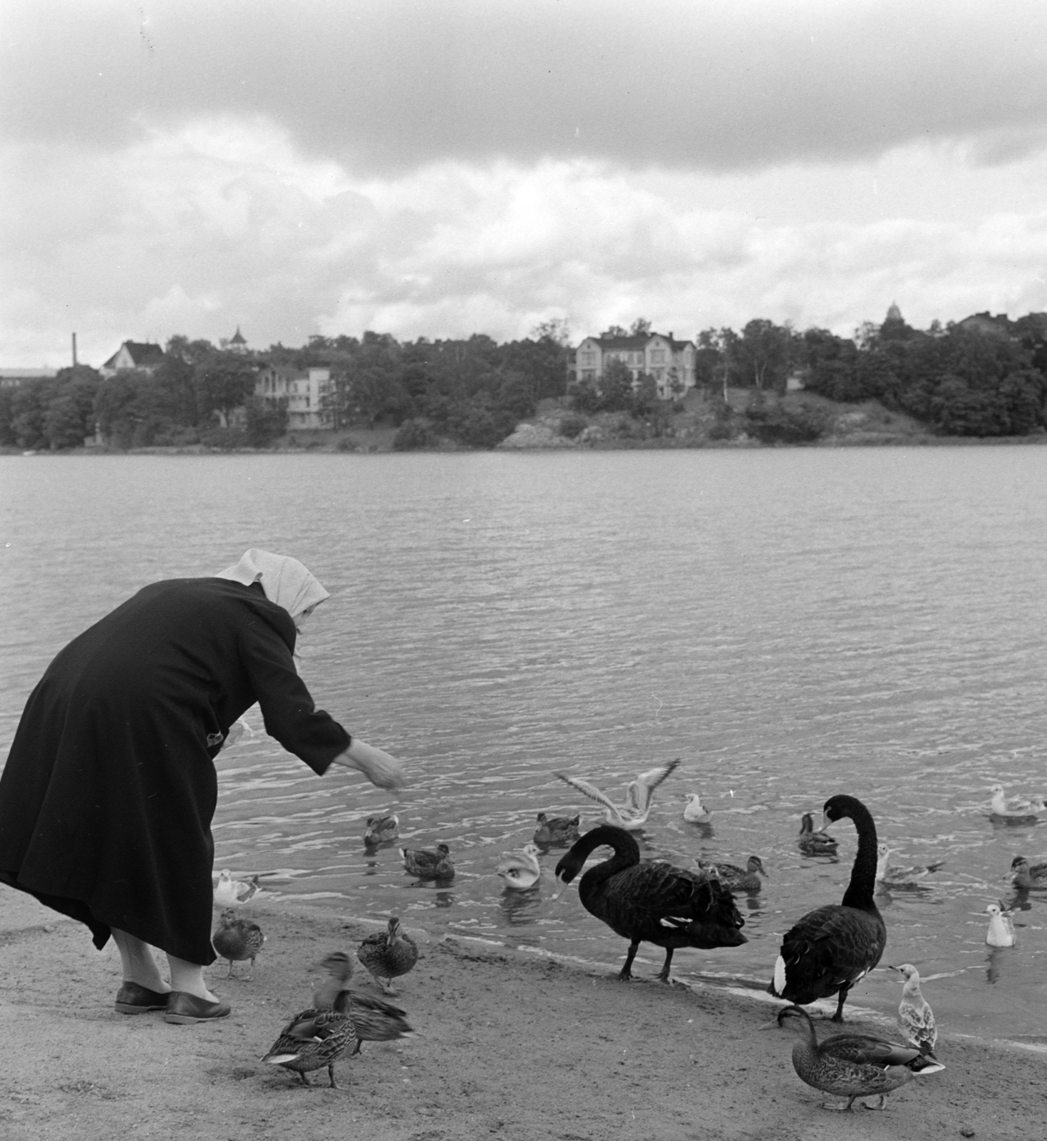 Finnország, Helsinki, a felvétel a VIII. VIT (Világifjúsági Találkozó) idején készült., 1962, Szalay Zoltán, hattyú, idős ember, madáretetés, Fortepan #137406