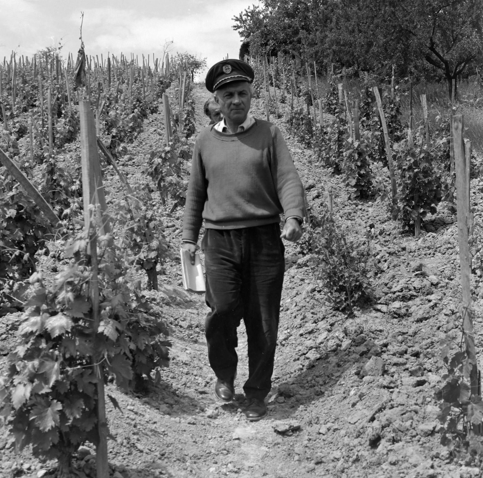 Magyarország,Balaton, Tihany, Alsókopaszhegyi utca 34., Illyés Gyula író, költő a szőlőjében., 1963, Szalay Zoltán, Fortepan #137467