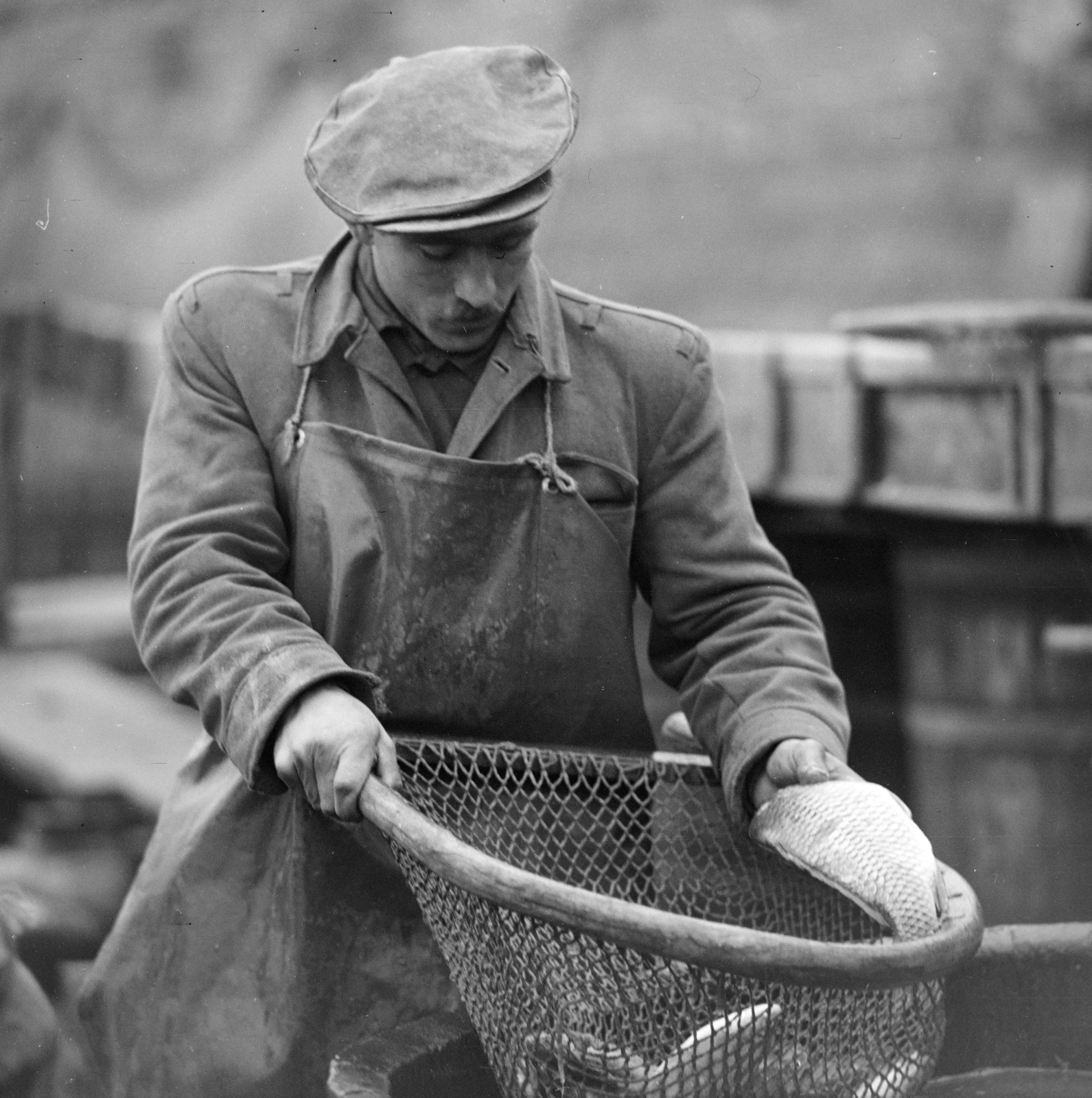 Hungary, Tata, Öreg-tó, a lehalászás eredménye., 1964, Szalay Zoltán, fishing, dragnet, meat apron, Fortepan #137497