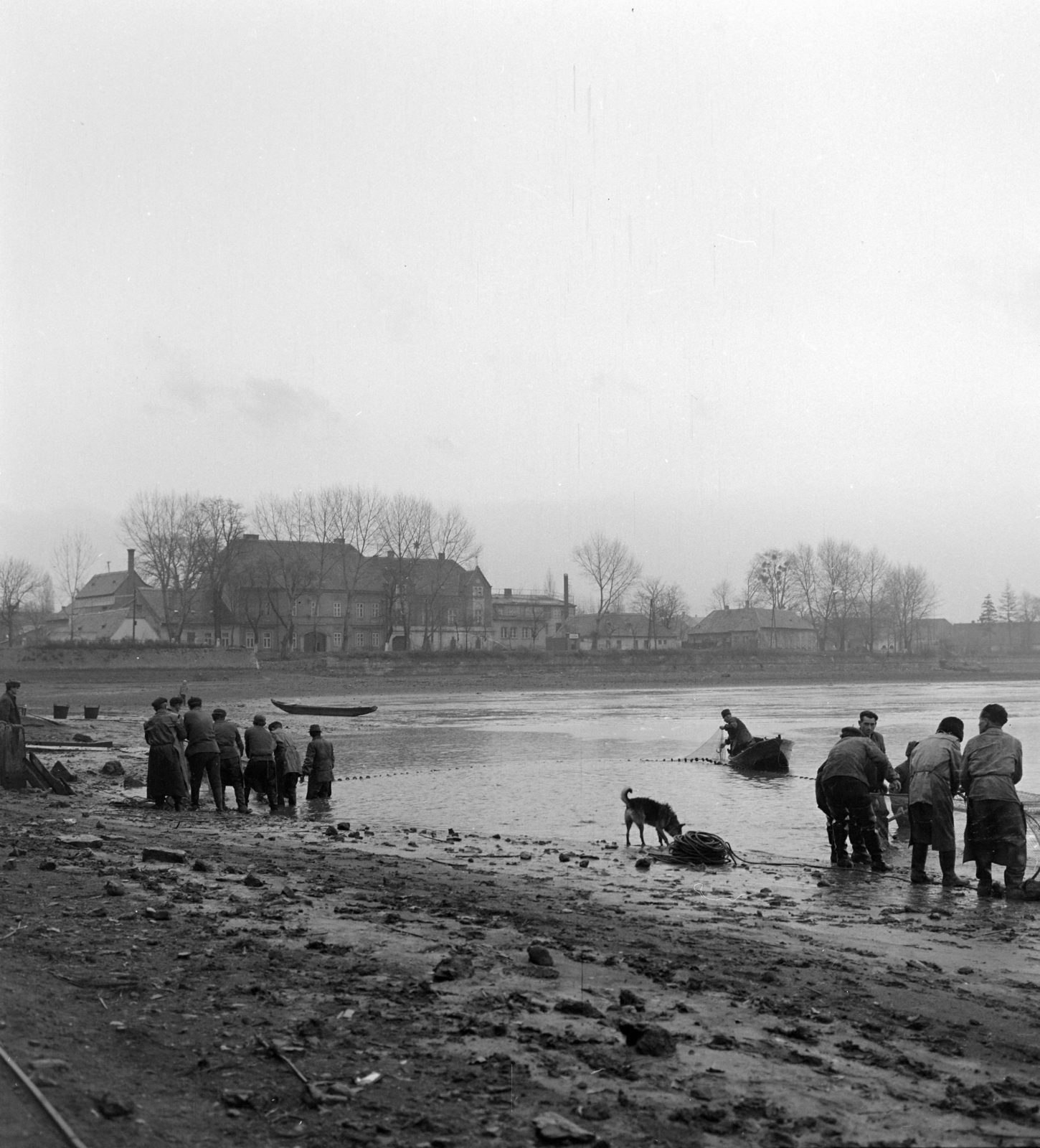 Hungary, Tata, Öreg-tó, lehalászás., 1964, Szalay Zoltán, fishing, Fortepan #137506