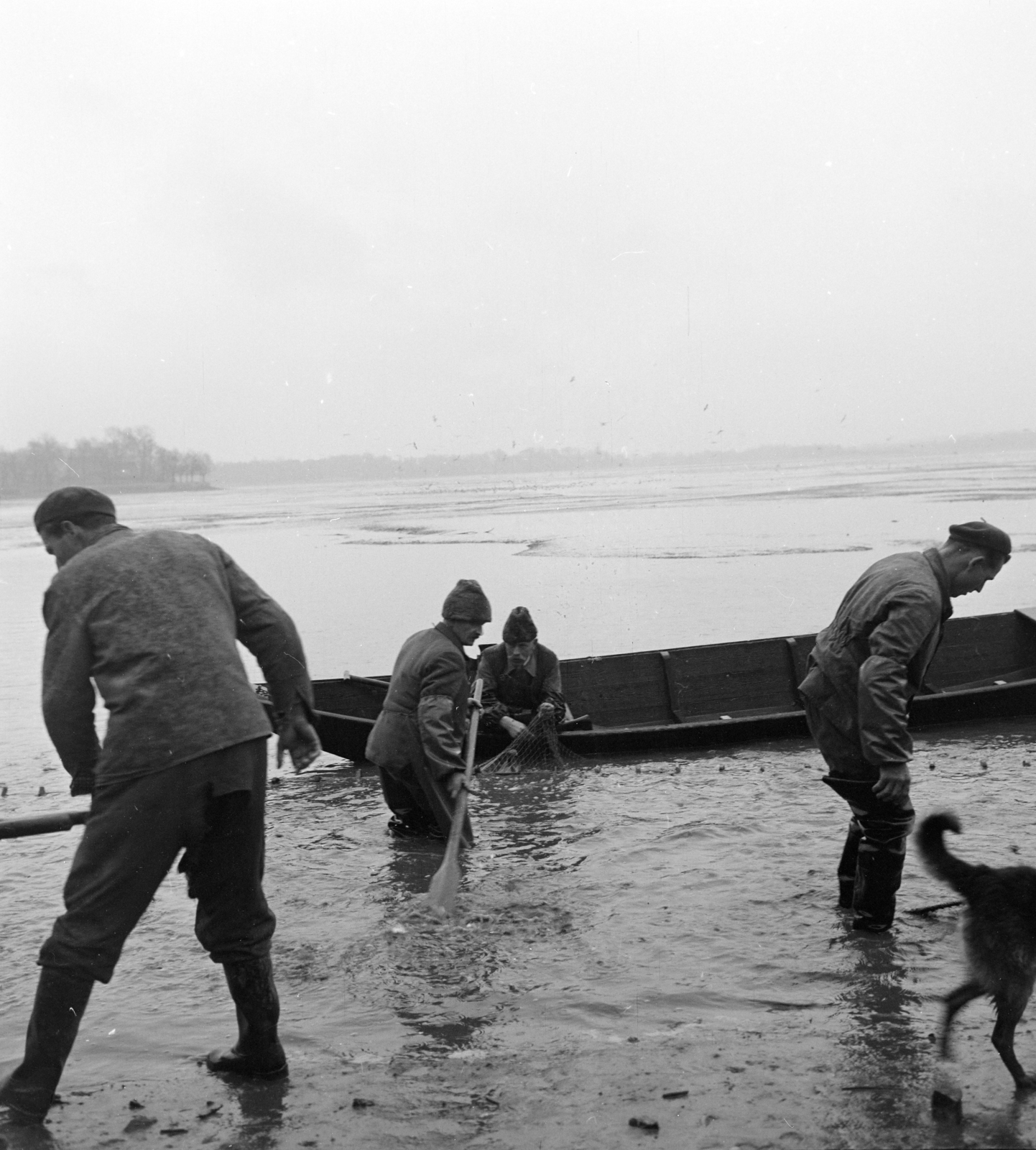 Hungary, Tata, Öreg-tó, lehalászás., 1964, Szalay Zoltán, boat, fishing, Fortepan #137507