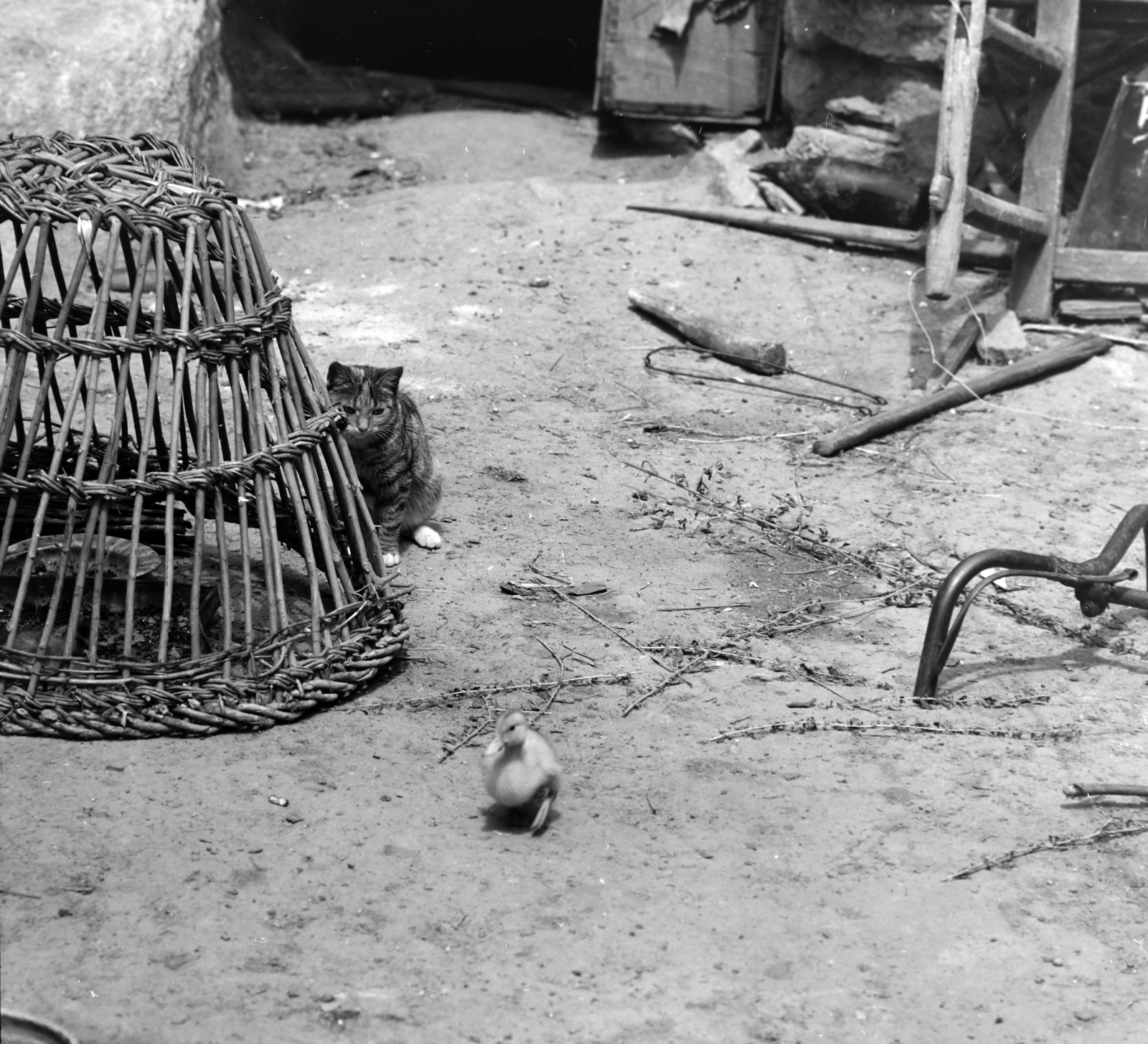 Hungary, Kisgyőr, 1964, Szalay Zoltán, cat, duck, Fortepan #137735