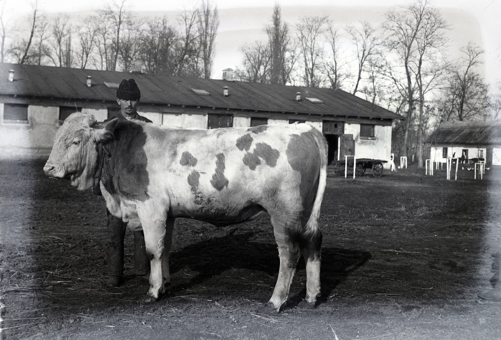 1937, Szekrényesy Réka, szarvasmarha, Fortepan #139482