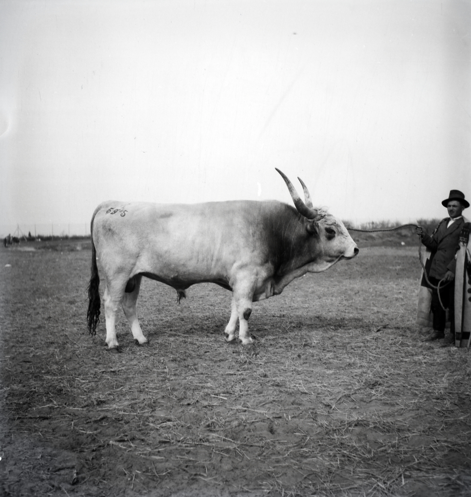1937, Szekrényesy Réka, cattle, bull, branding irons, Hungarian grey cattle, Fortepan #139485