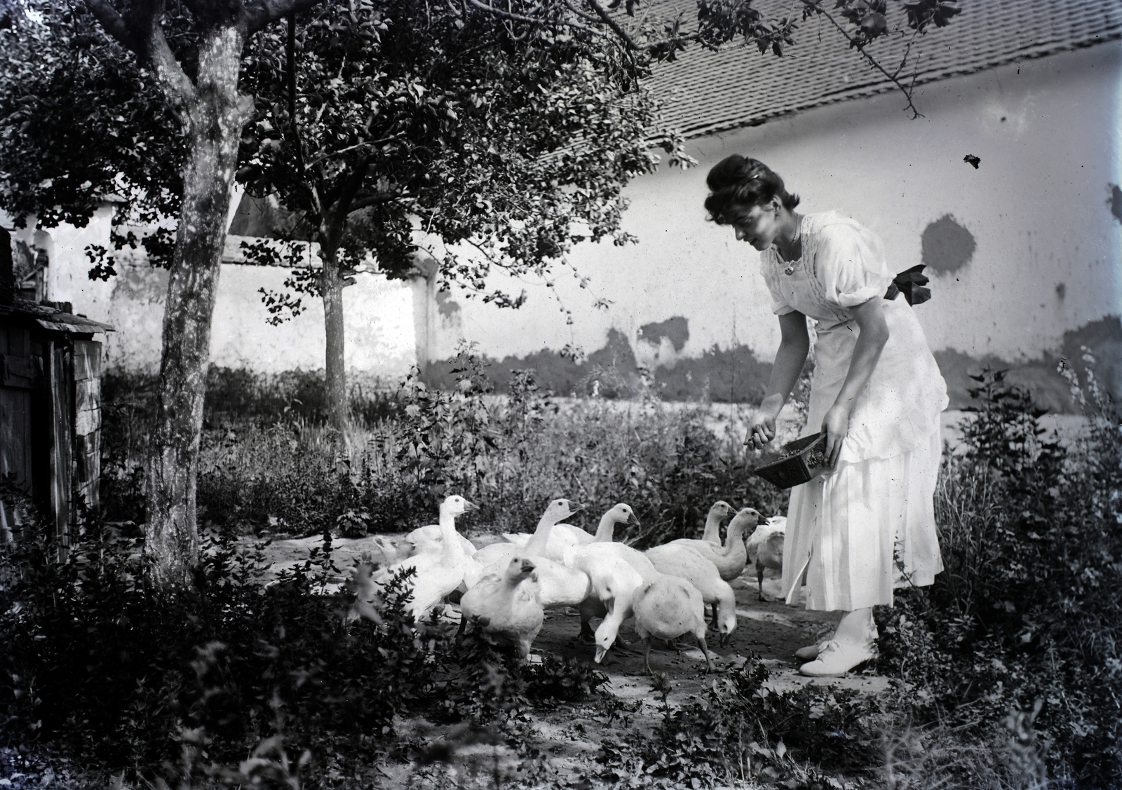 1915, Szekrényesy Réka, poultry, feeding, Fortepan #139517