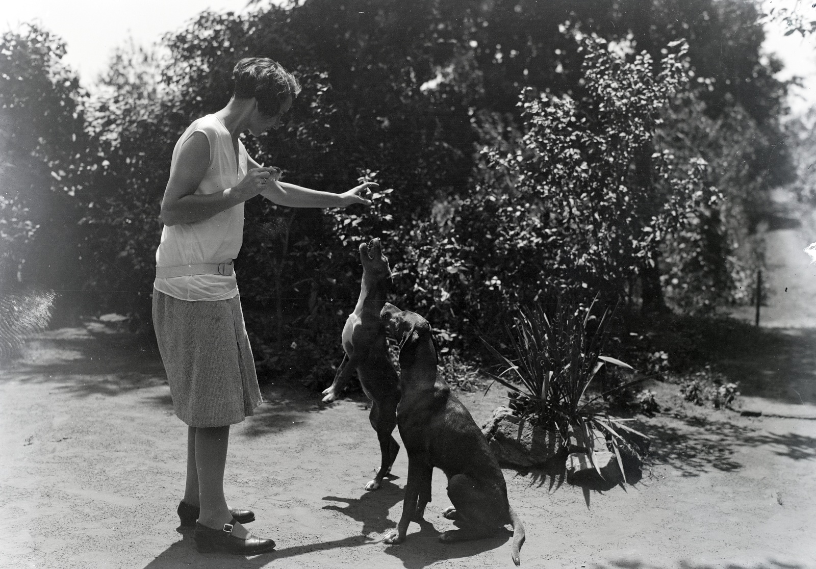 1929, Szekrényesy Réka, dog training, Fortepan #139581