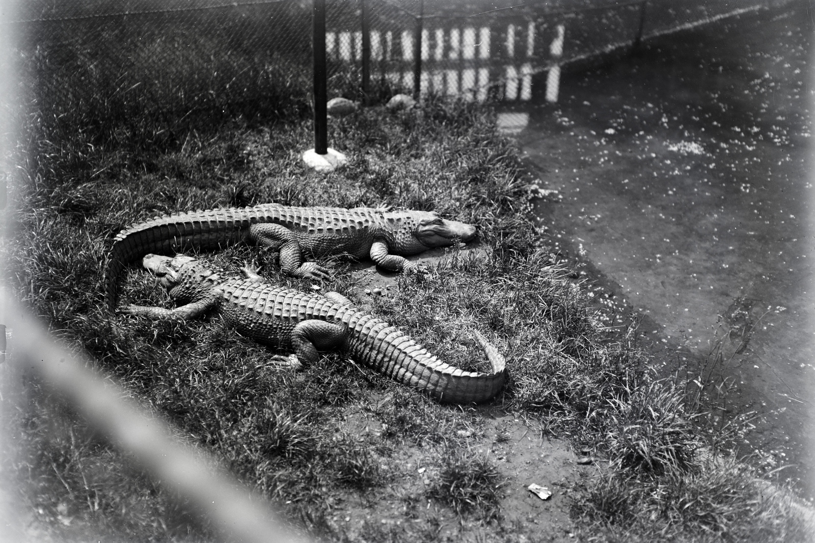 Hungary, Zoo, Budapest XIV., 1933, Szekrényesy Réka, crocodile, zoo, Budapest, Fortepan #139610