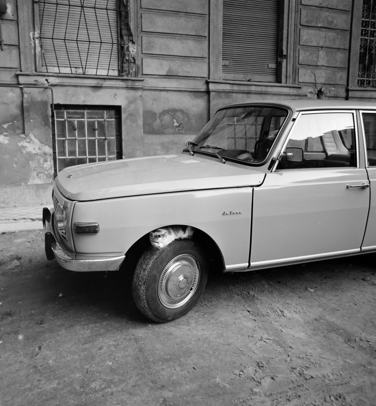 1976, UVATERV, cat, Fortepan #140014