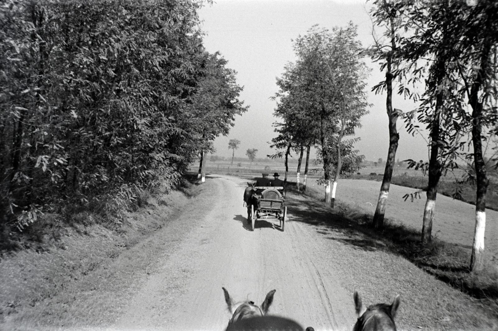 1940, Miklós Lajos, lovaskocsi, Fortepan #140818