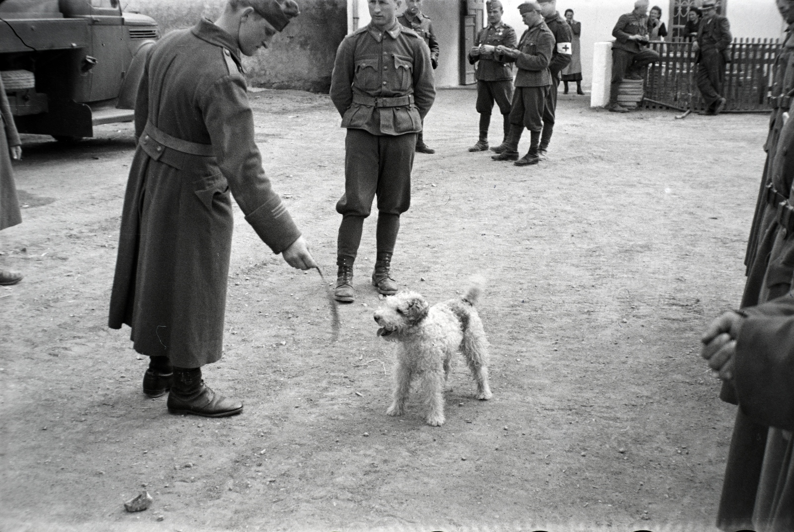 1942, Miklós Lajos, dog, armband, fox terrier, animal trainer, Fortepan #140980