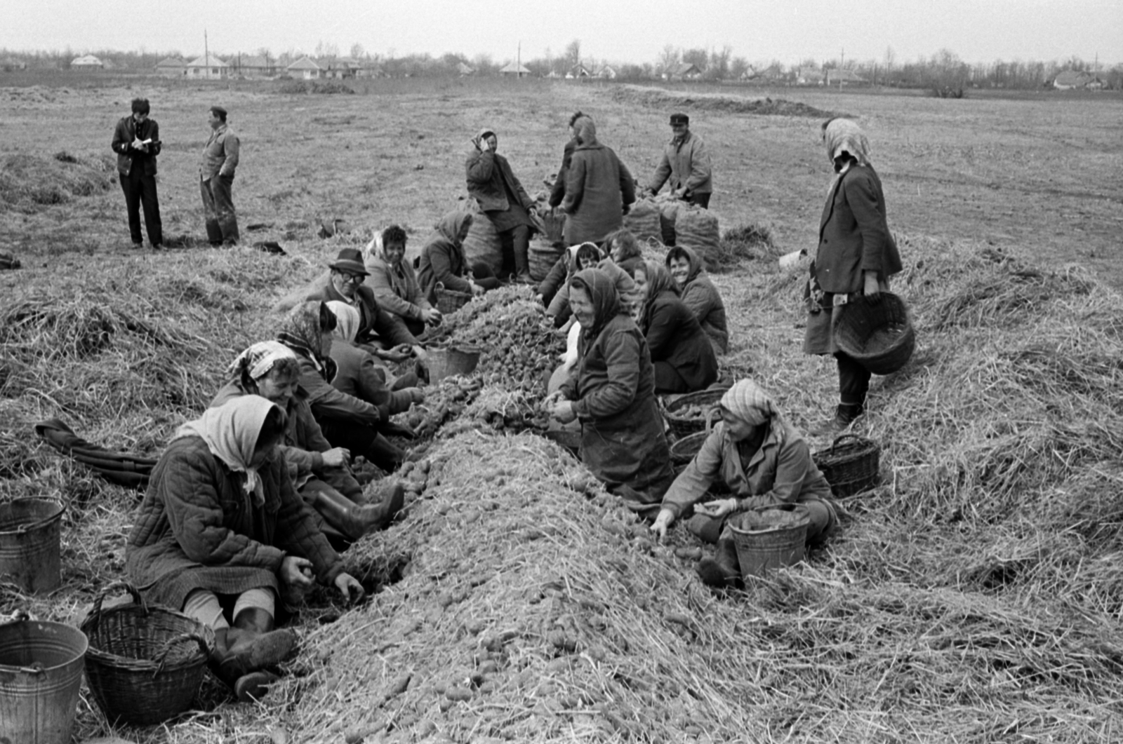 Hungary, Nyáregyháza, Béke TSz., a télre prizmába rakott burgonya válogatása tavasszal., 1969, Péterffy István, agriculture, basket, bucket, headscarf, Fortepan #141702