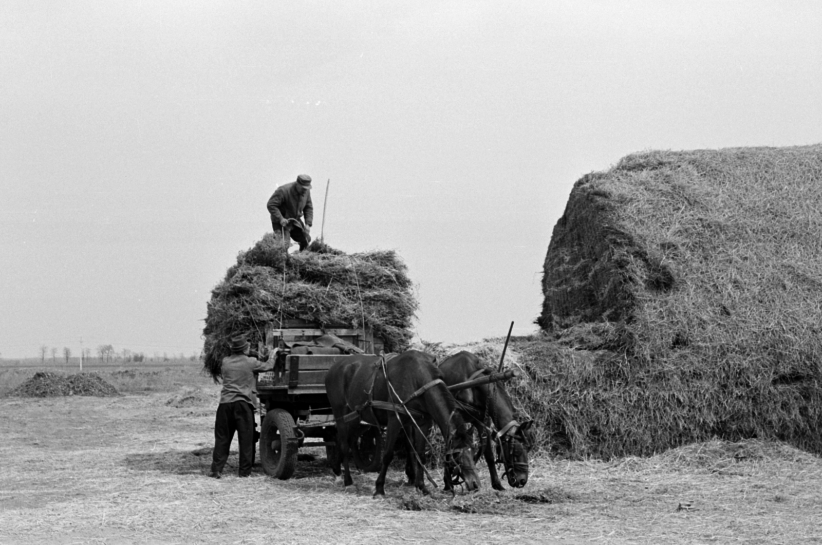 Hungary, Nyáregyháza, Béke TSz., "bontják" a szalmakazlat., 1969, Péterffy István, Horse-drawn carriage, agriculture, Fortepan #141703