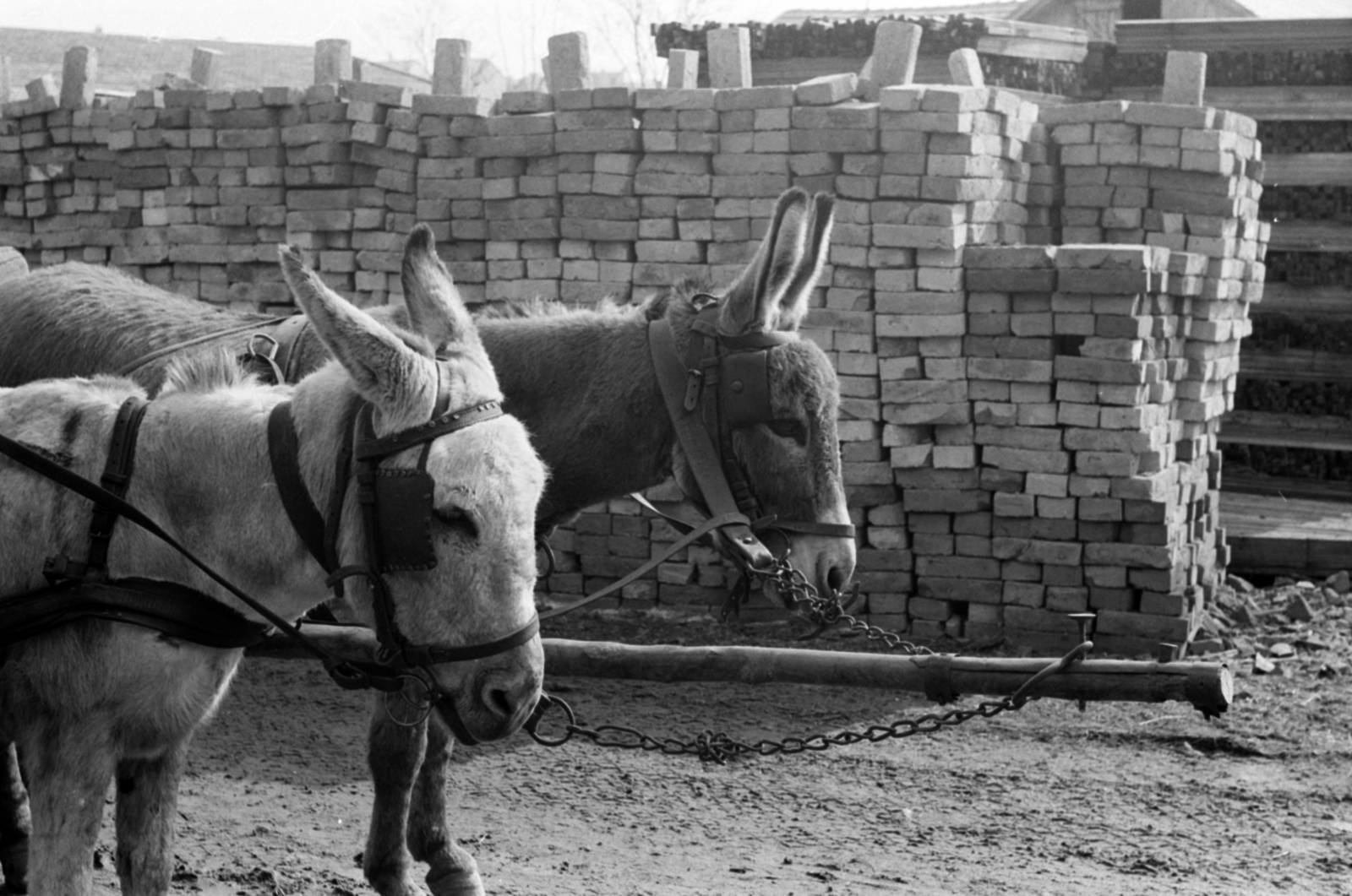 Hungary, Monor, csacsifogat a TÜZÉP-telepen., 1969, Péterffy István, donkey, Fortepan #141721