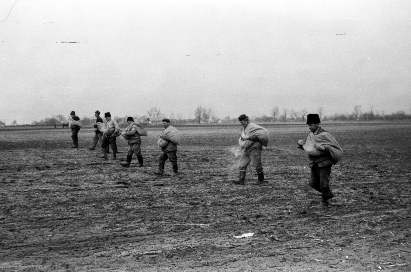 1969, Péterffy István, agriculture, sowing, Fortepan #141734