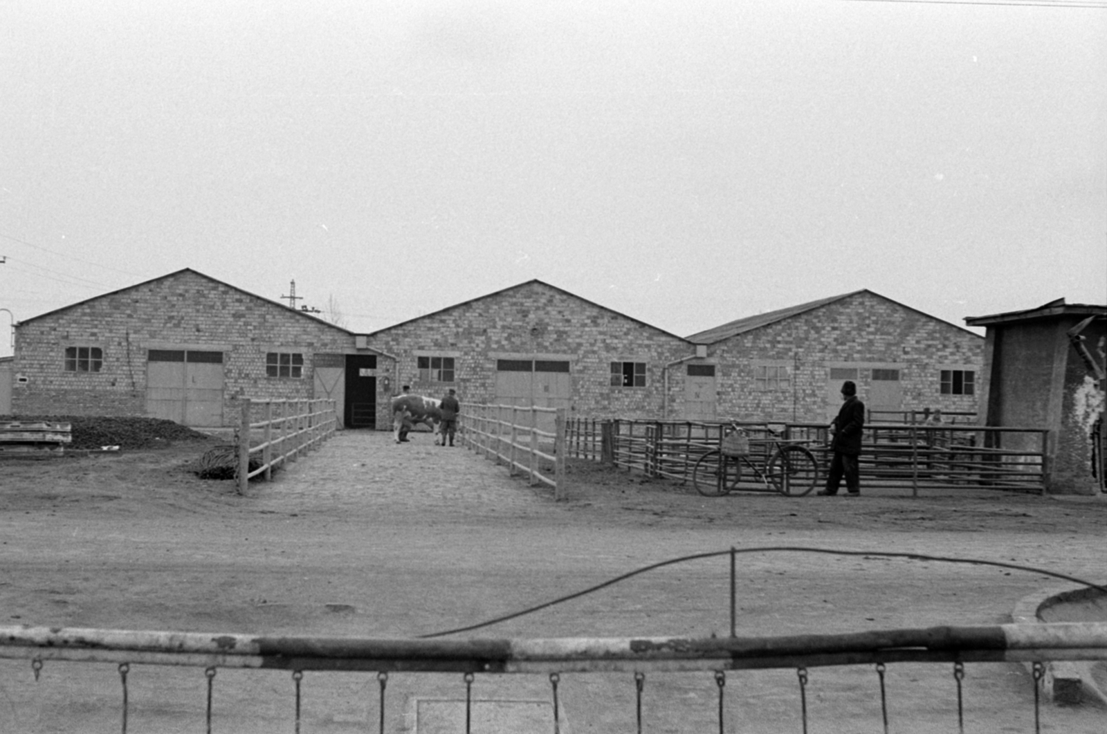 Magyarország, Cegléd, Dohány utca 30. (ekkor 14.), a Pest-Nógrád megyei Húsipari és Állatforgalmi Vállalat húsüzeme., 1969, Péterffy István, kerékpár, sorompó, istálló, karám, Fortepan #141752