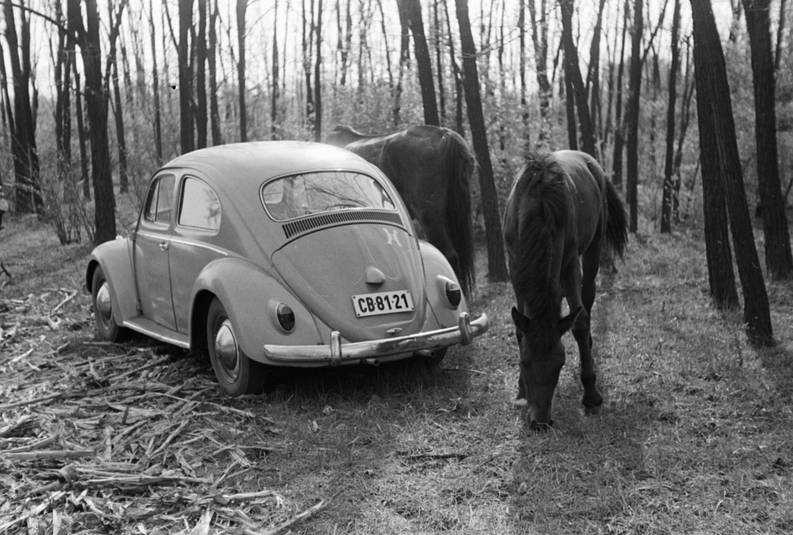 1969, Péterffy István, horse, Volkswagen-brand, number plate, Volkswagen Beetle, Fortepan #141758