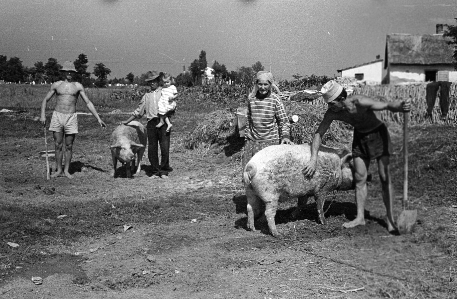 1969, Péterffy István, poverty, pig, Fortepan #141823
