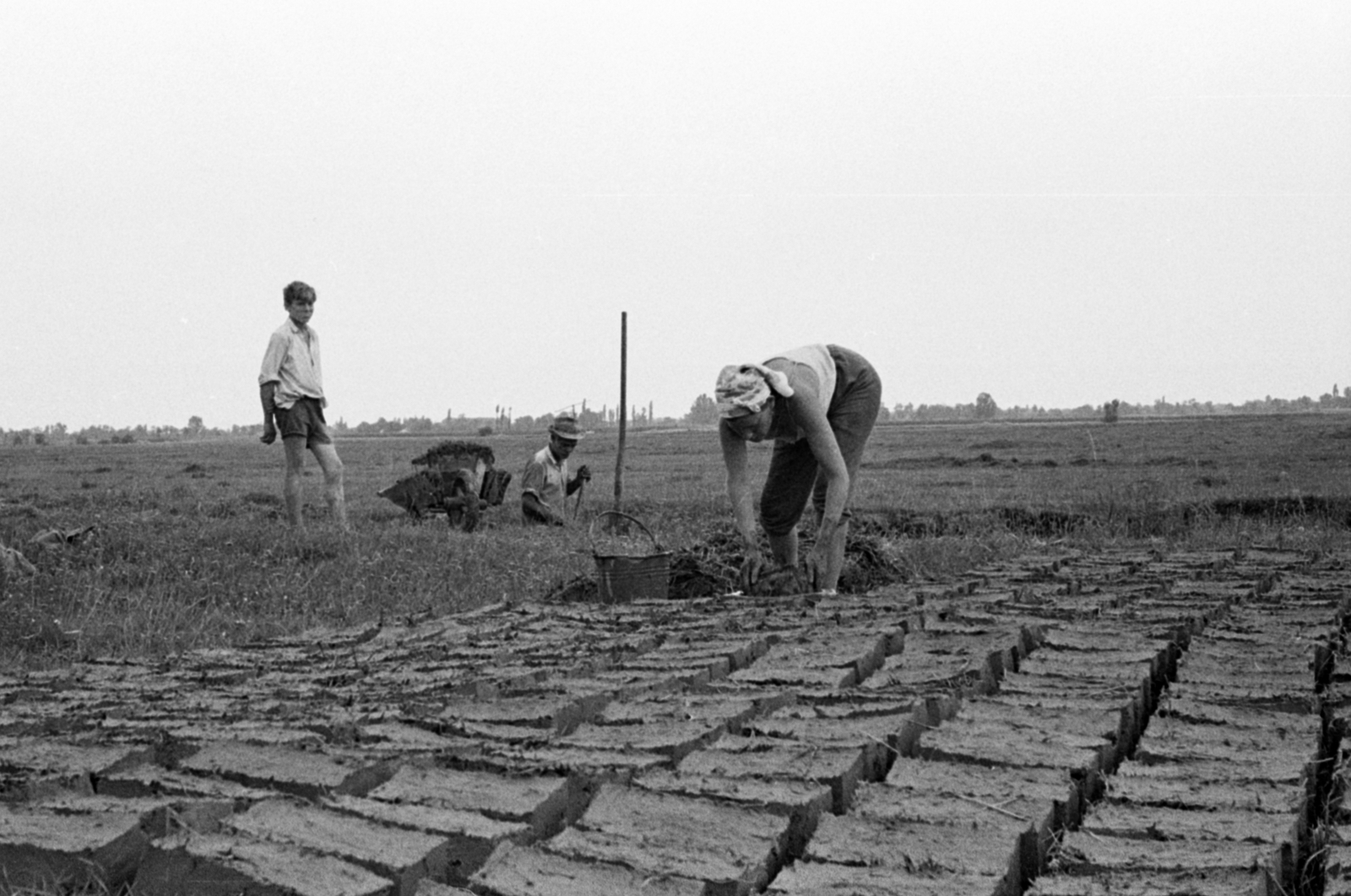 Magyarország, Cegléd, vályogvetés a város határában., 1969, Péterffy István, vályogvetés, Best of, Fortepan #141839