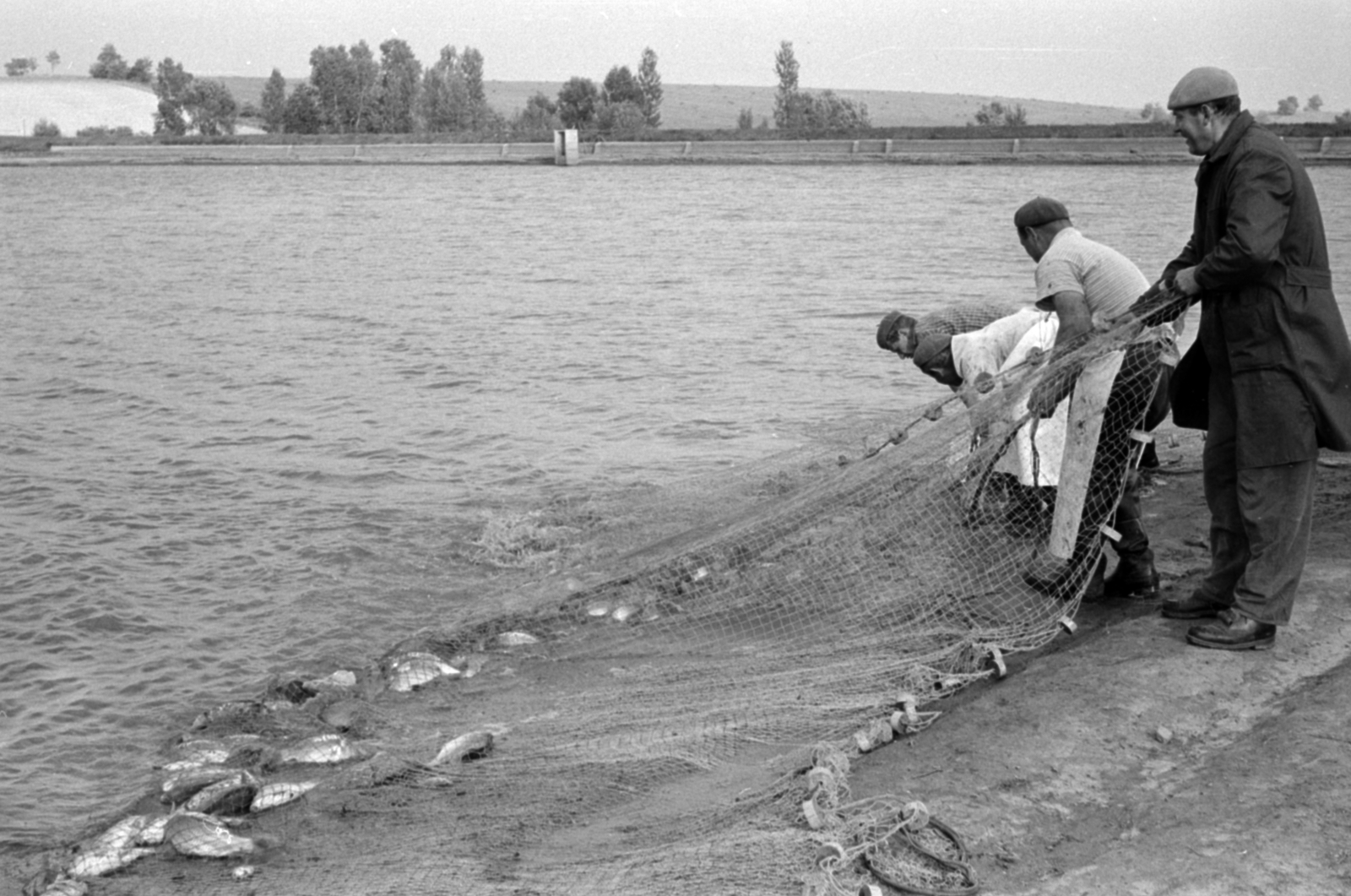 Hungary, Úri, halastó., 1969, Péterffy István, lake, fishing, beret, fish, fishing net, meat apron, fishpond, Fortepan #141881
