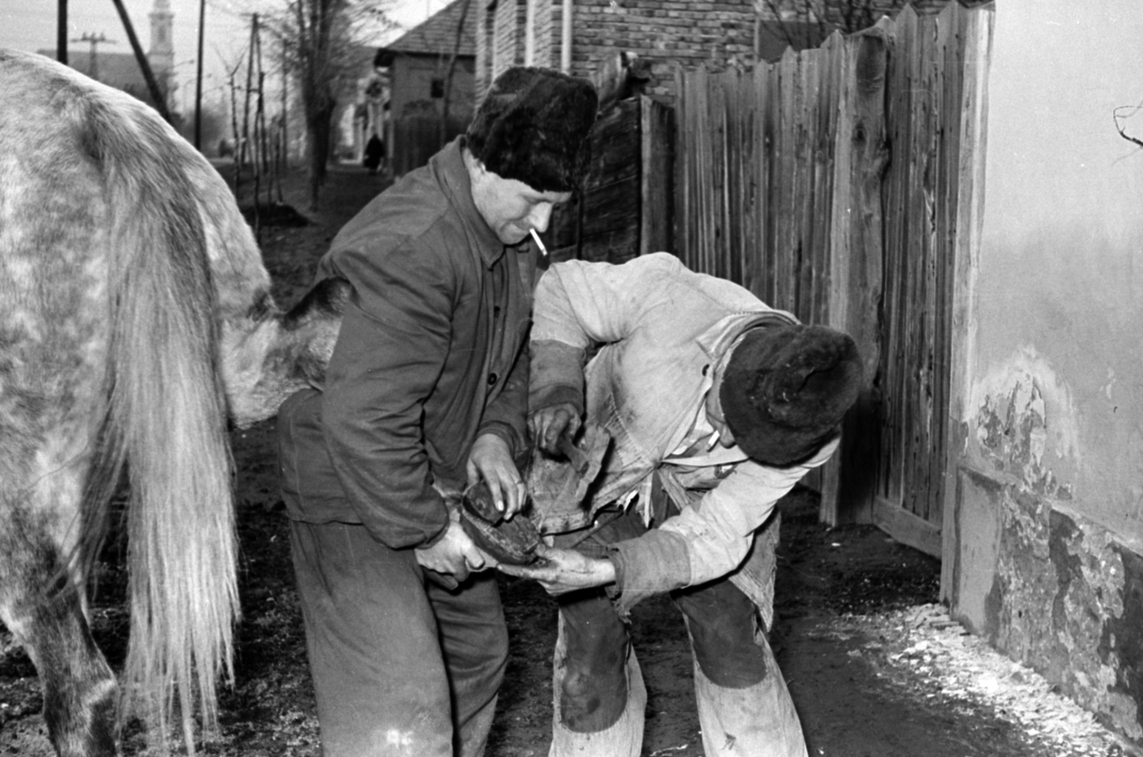 Hungary, Monor, Kossuth Lajos utca, lópatkolás. Háttérben a katolikus templom., 1965, Péterffy István, horse, shoeing, horseshoe, Best of, Fortepan #141931