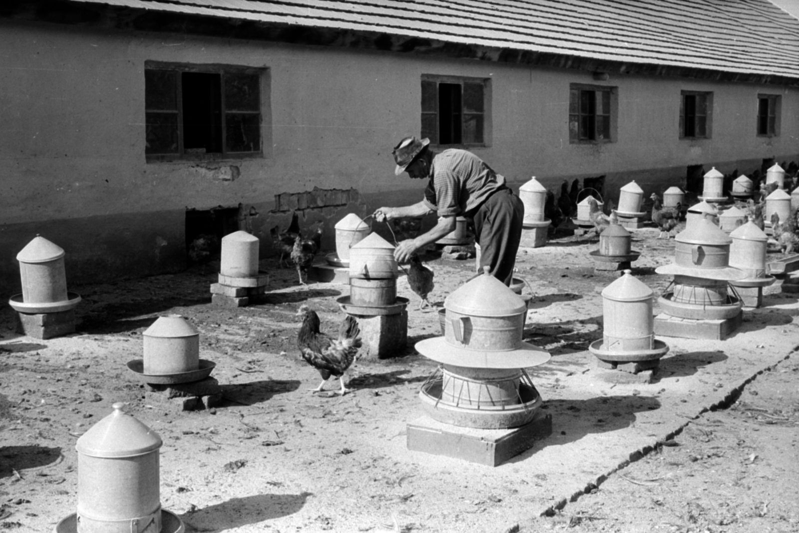 Magyarország, 1966, Péterffy István, baromfi, baromfiitató, Fortepan #141986