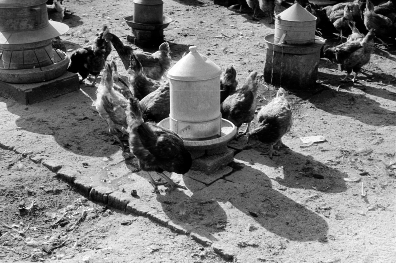 Hungary, 1966, Péterffy István, poultry, poultry waterer, Fortepan #141989