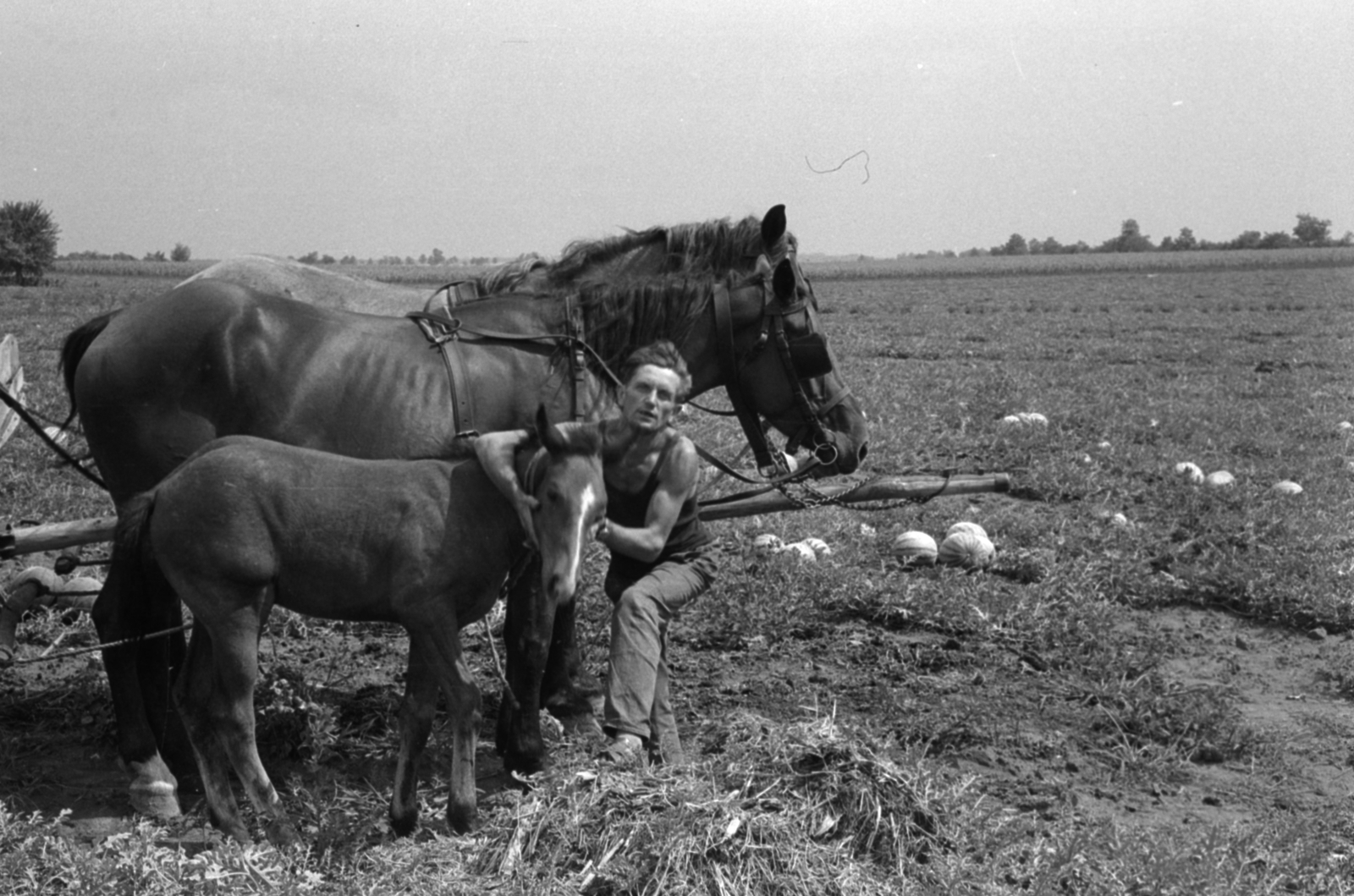 Hungary, Bénye, dinnyeföld a település határában., 1968, Péterffy István, Horse-drawn carriage, agriculture, foal, melon ground, Fortepan #142105