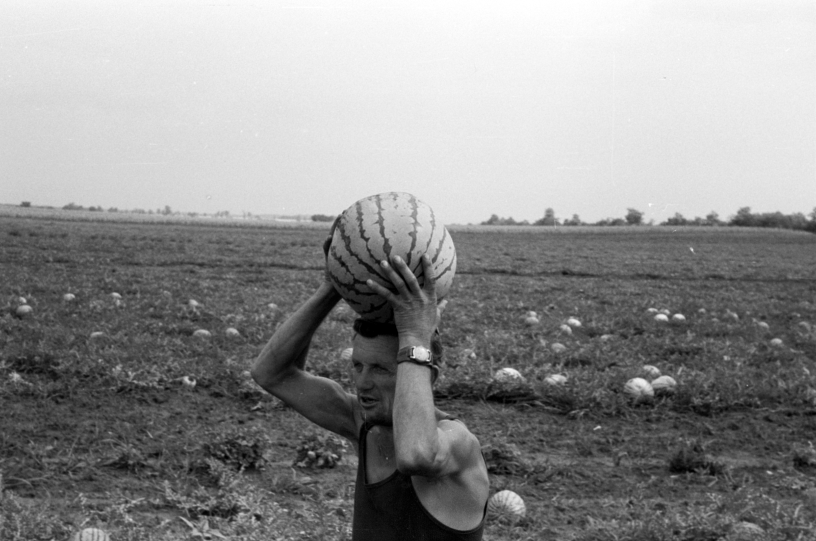 Hungary, Bénye, dinnyeföld a település határában., 1968, Péterffy István, agriculture, melon ground, Fortepan #142106