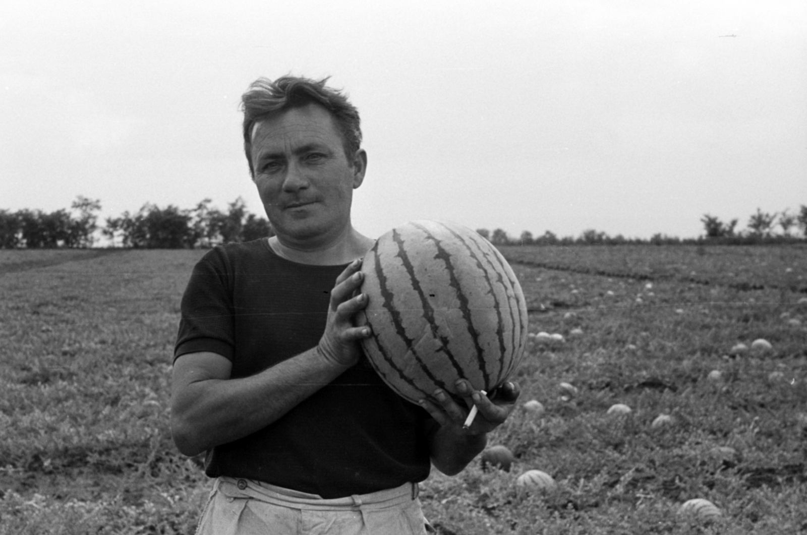 Hungary, Bénye, dinnyeföld a település határában., 1968, Péterffy István, melon ground, Fortepan #142108