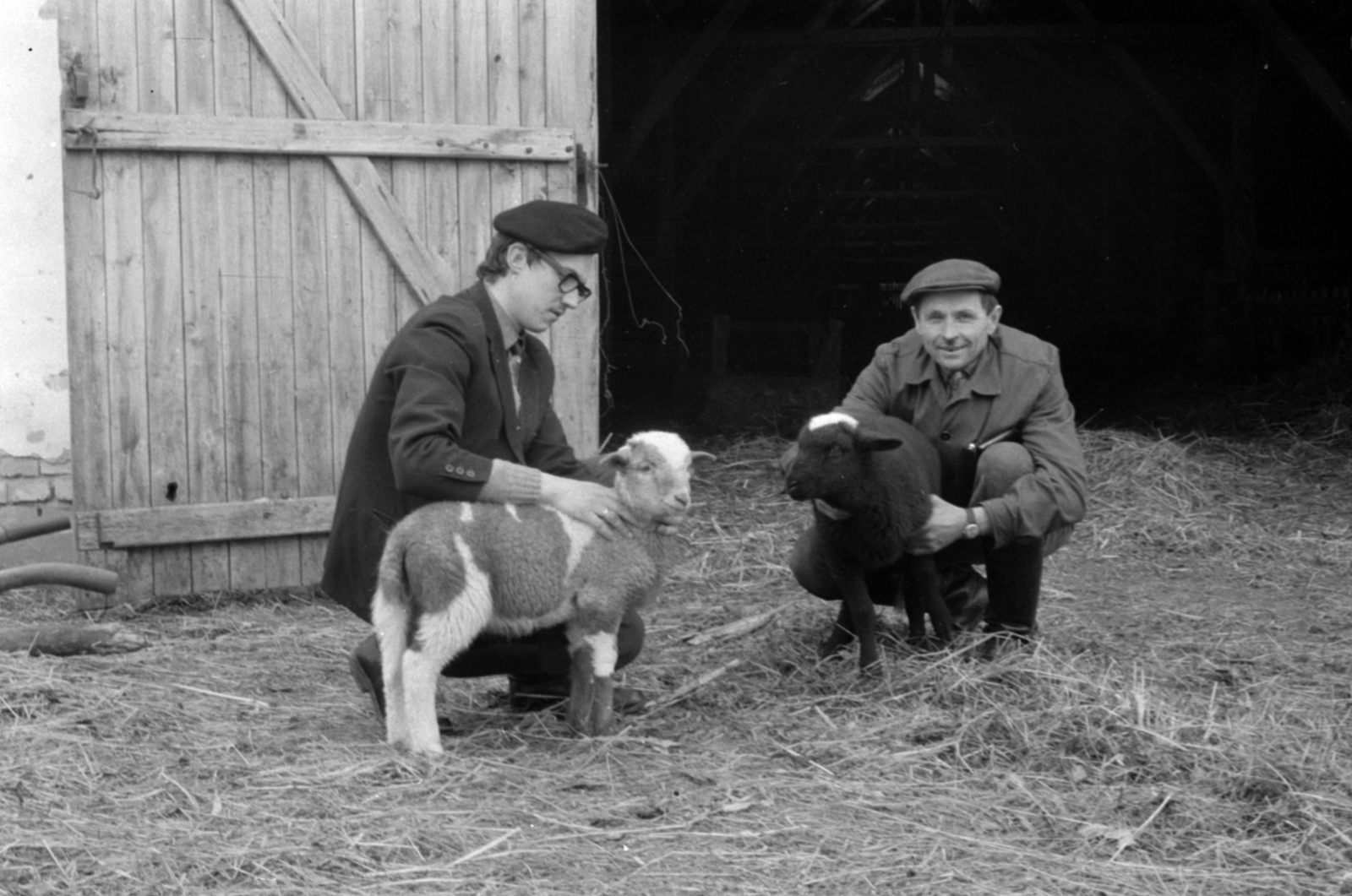 Hungary, Bénye, a Népfront Tsz istálója, Olaszországi exportra szánt pecsenyebárányok., 1972, Péterffy István, lamb, Fortepan #142128