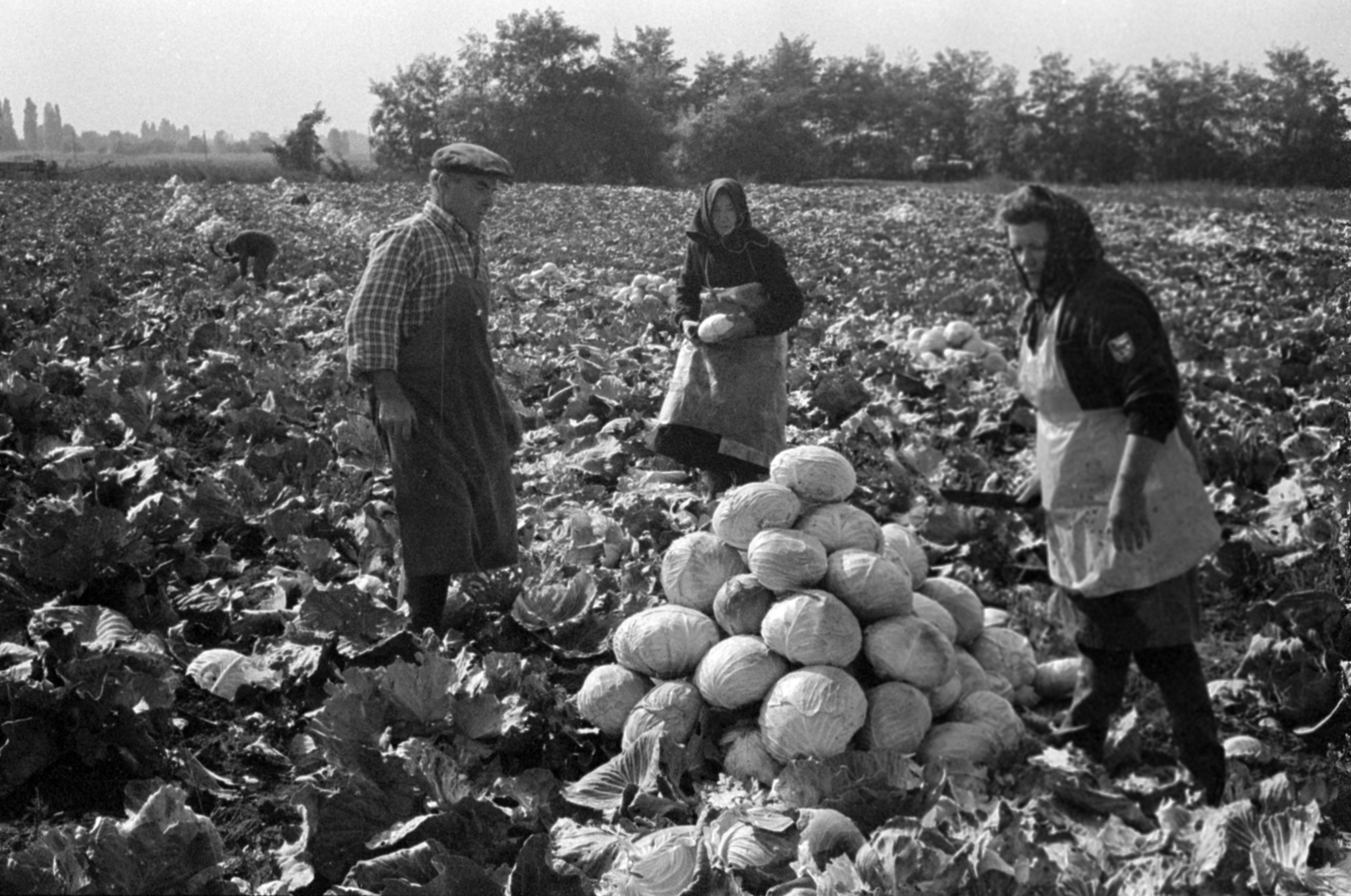 Hungary, Vecsés, az Ezüstkalász Tsz. káposztaföldje., 1971, Péterffy István, cabbage, Fortepan #142168