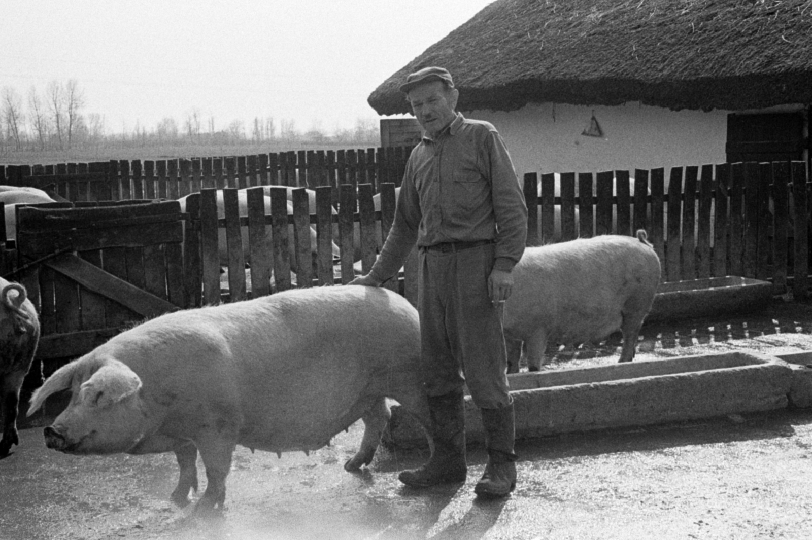 Hungary, Monor, a járás nyolc termelőszövetkezetének közös sertéstenyésztő vállalkozása., 1971, Péterffy István, pig, water trough, Fortepan #142206