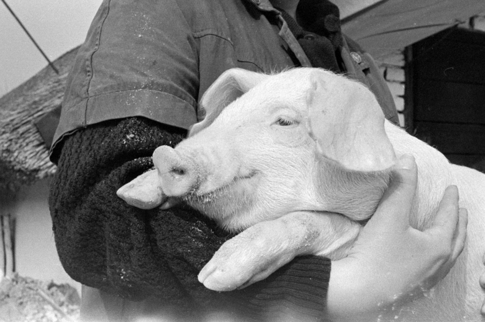 Hungary, Monor, a járás nyolc termelőszövetkezetének közös sertéstenyésztő vállalkozása., 1971, Péterffy István, pig, hold in arms, Fortepan #142207