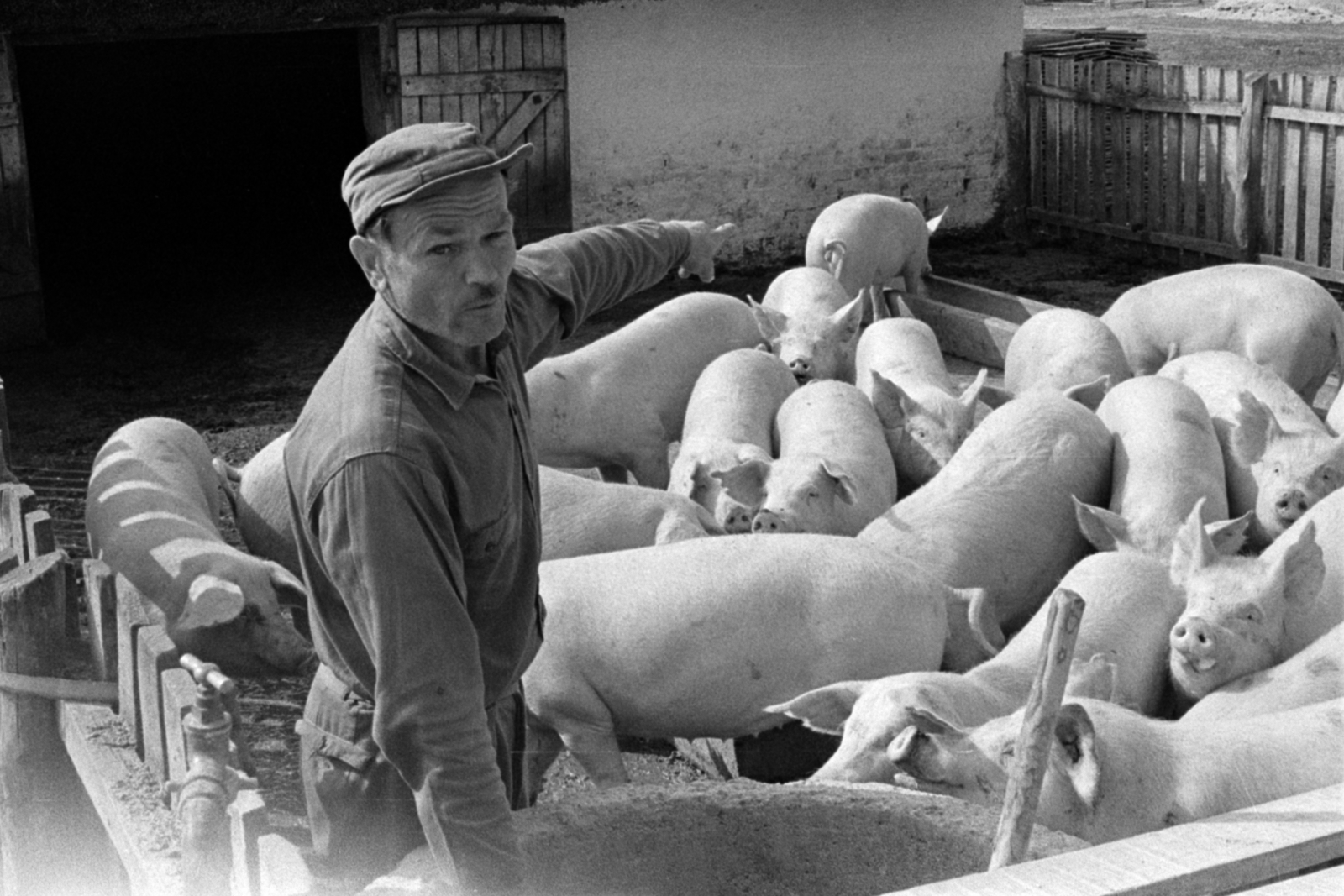 Hungary, Monor, a járás nyolc termelőszövetkezetének közös sertéstenyésztő vállalkozása., 1971, Péterffy István, pig, Fortepan #142208