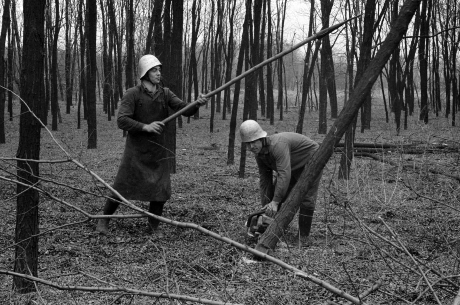 Hungary, Csévharaszt, Erdőgazdaság., 1972, Péterffy István, Fortepan #142271