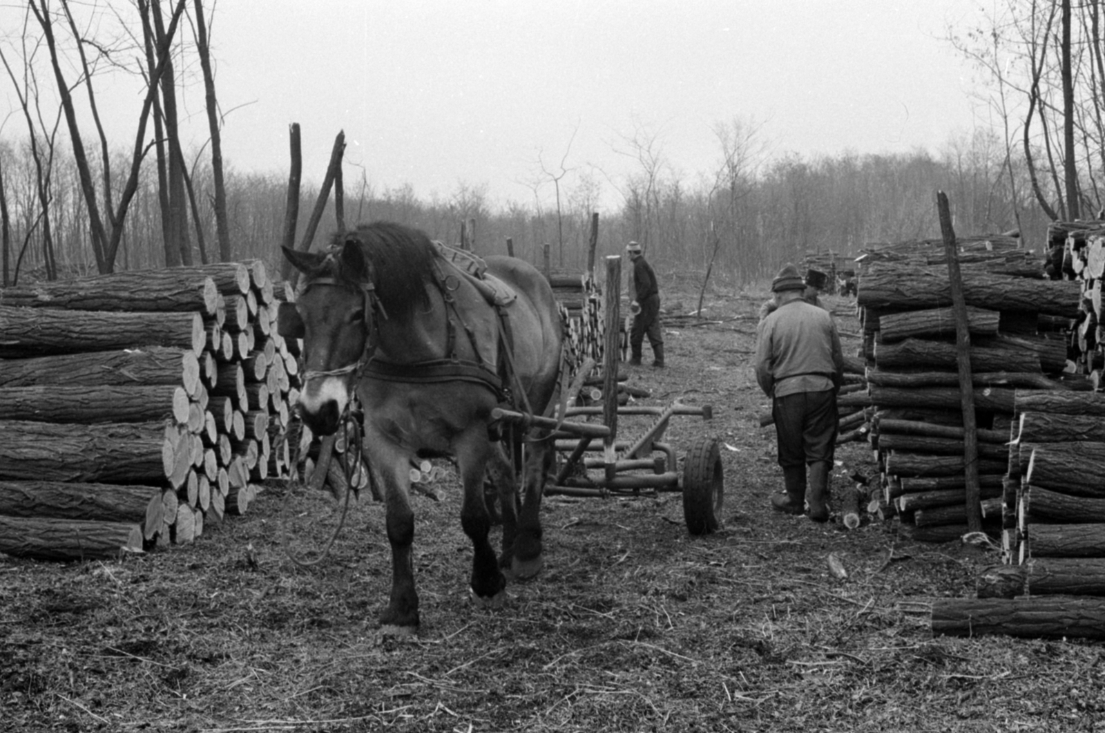 Hungary, Csévharaszt, Erdőgazdaság., 1972, Péterffy István, wood extraction, Fortepan #142272