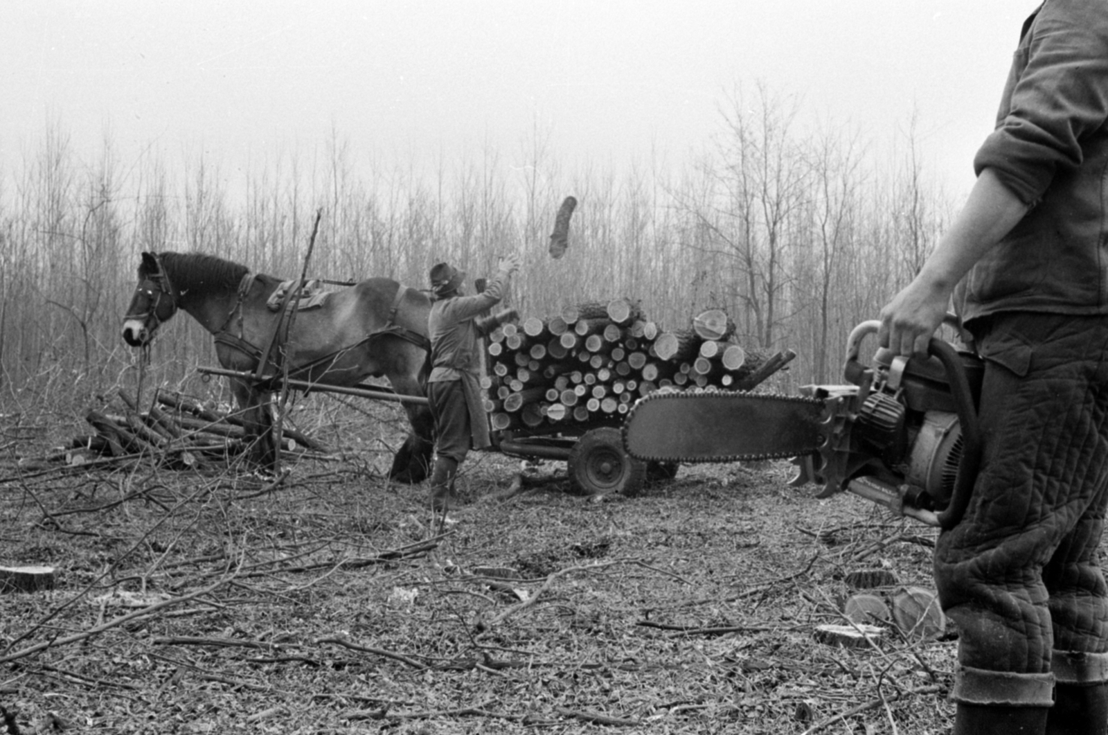 Magyarország, Csévharaszt, Erdőgazdaság., 1972, Péterffy István, Fortepan #142273