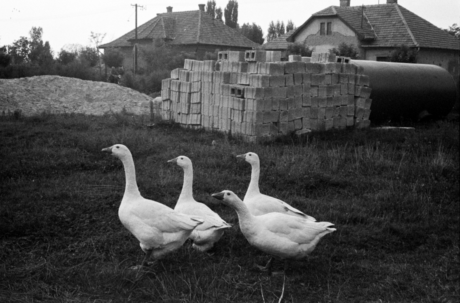 Magyarország, Pilis, Rákóczi út, az ÁFÉSZ lerakata a tüzelőolaj- és benzinkút építésekor., 1970, Péterffy István, liba, Fortepan #142274