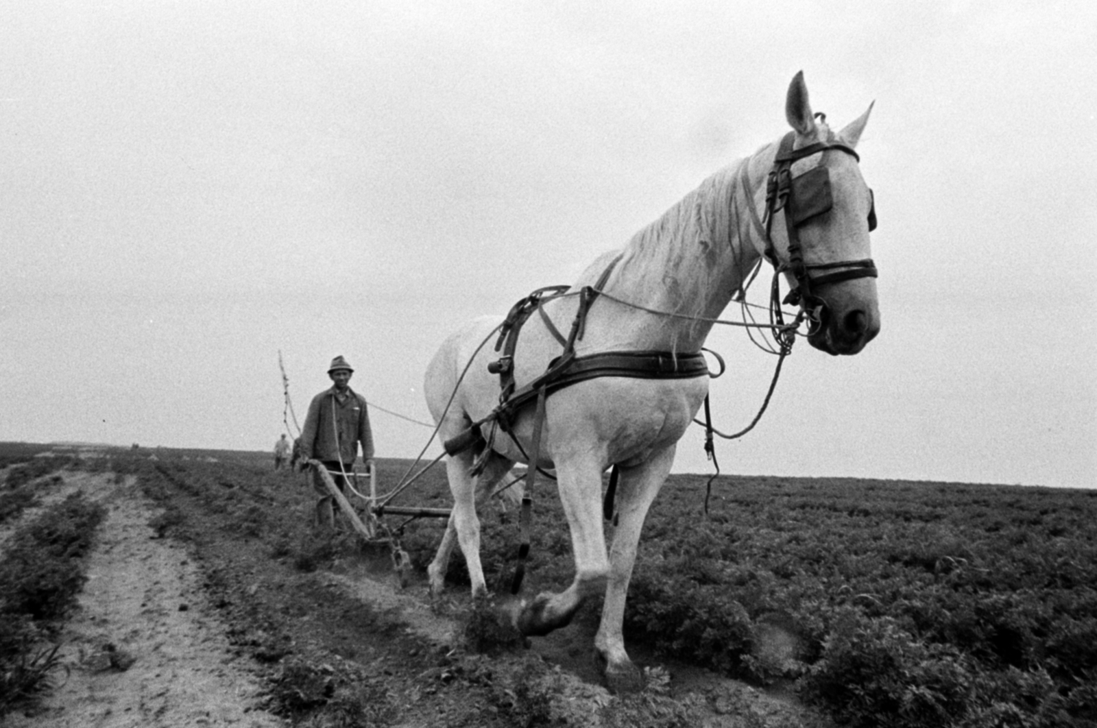 Magyarország, Monor, az Új Élet Tsz sárgarépaföldje, ekekapával irtják a gazt a sorközökben., 1971, Péterffy István, ló, Fortepan #142350