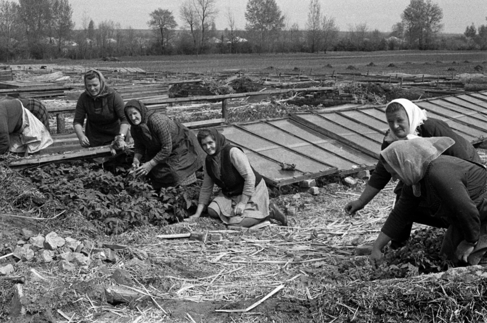 Hungary, Pilis, Hunyadi TSz, üvegházban nevelt paprikapalánták kiültetése hollandi típusú melegágyakba., 1970, Péterffy István, agriculture, headscarf, seedling, cold frame, Fortepan #142386